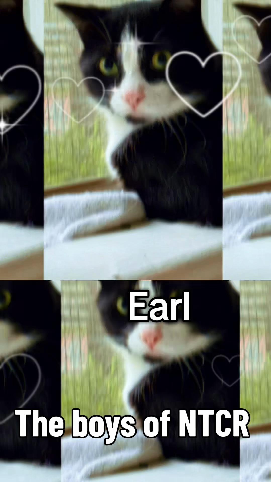 @North Toronto Cat Rescue