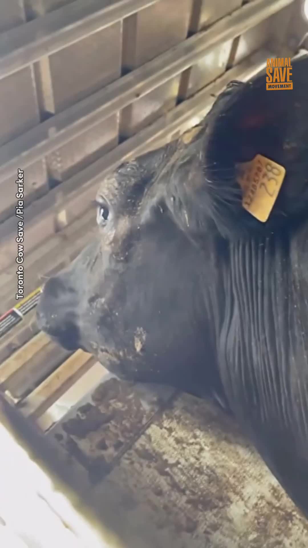 @Animal Save Movement