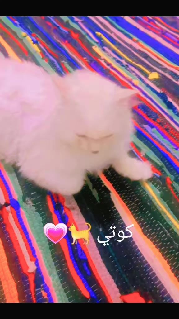 @D D💞Semsem🇪🇬🤍🏹