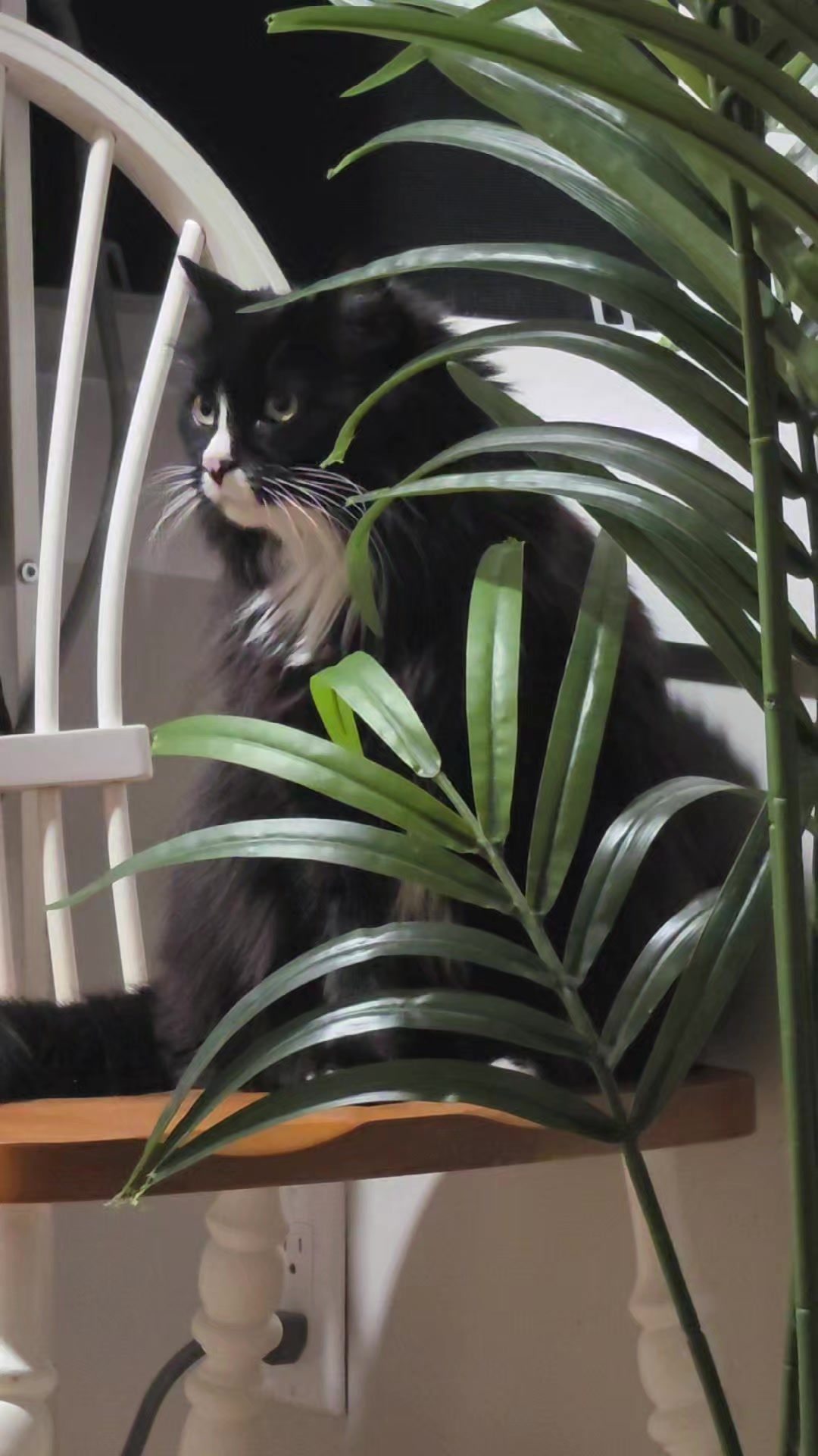 @AtticaTheTuxedoCat