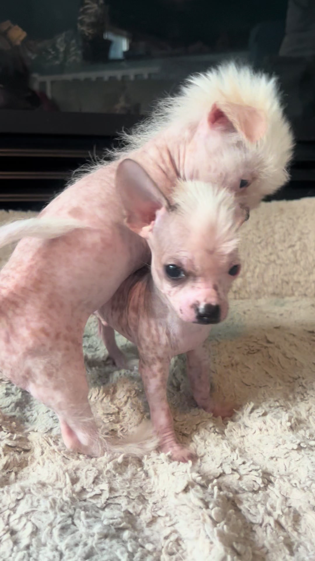 @Chinese Crested Cuties