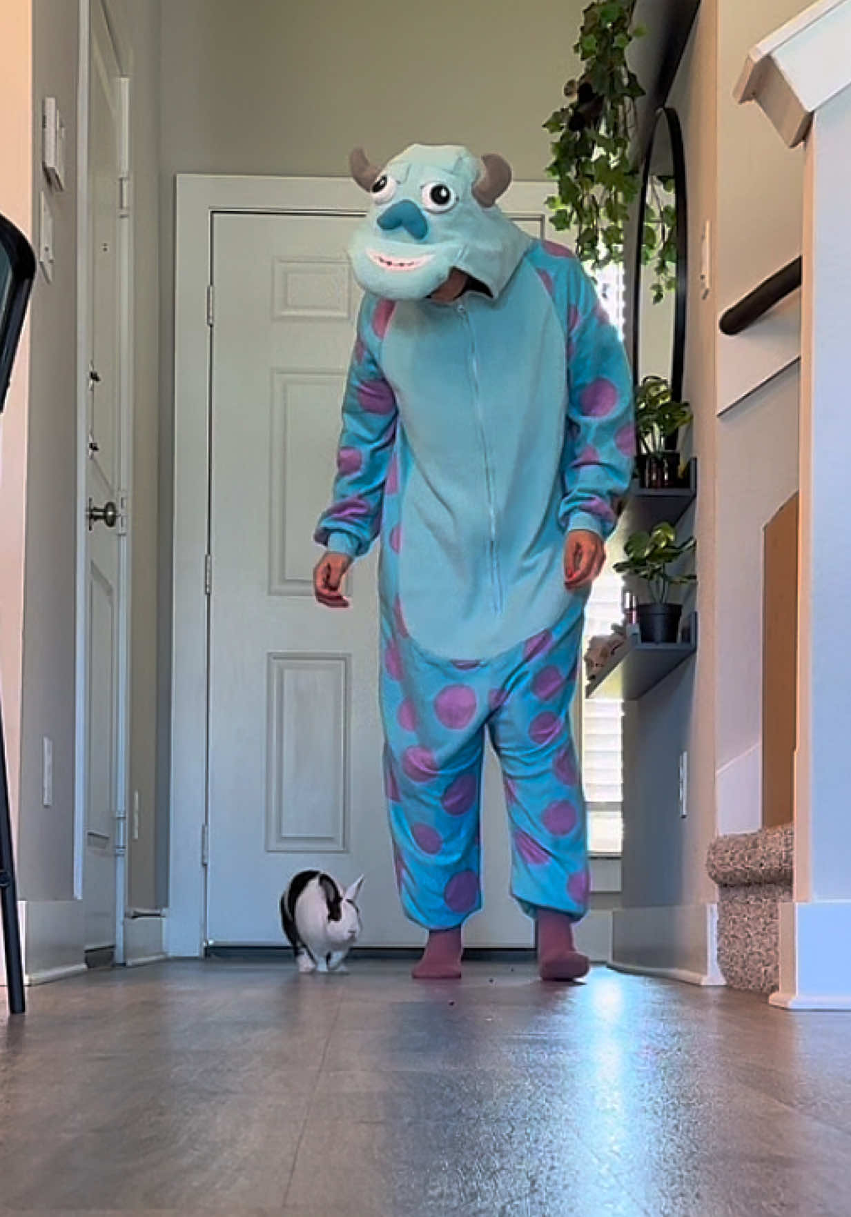 @Cookie and Twix the Bunnies