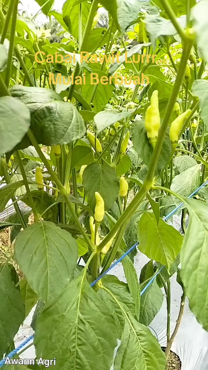 @Awann Agri