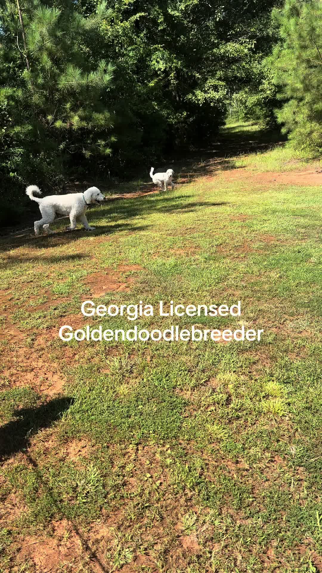 @atlantadoodlesandpoodles