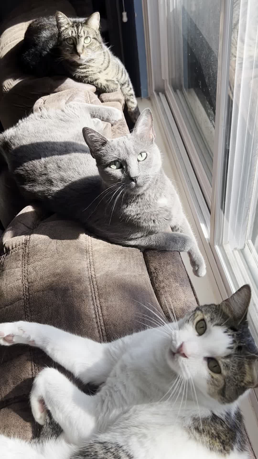 @Five.Meows
