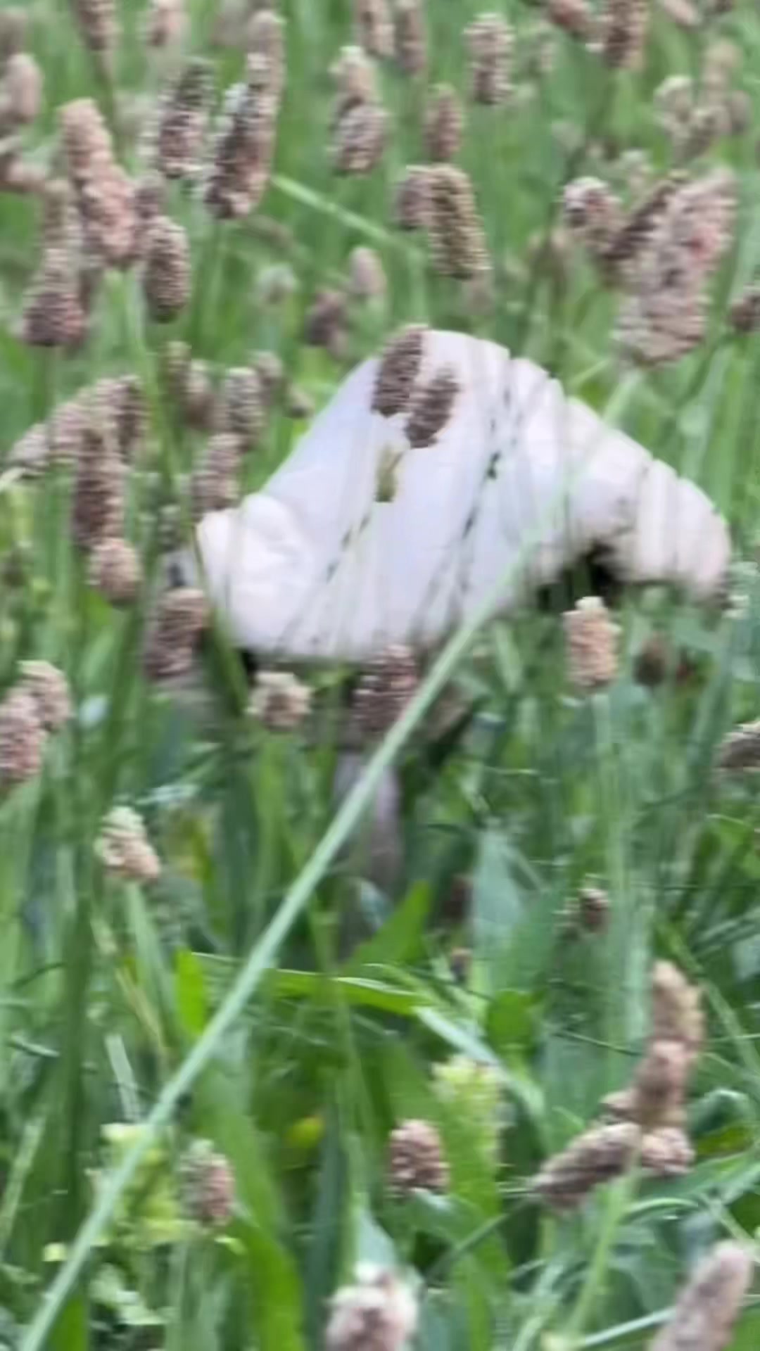 @james_ca_