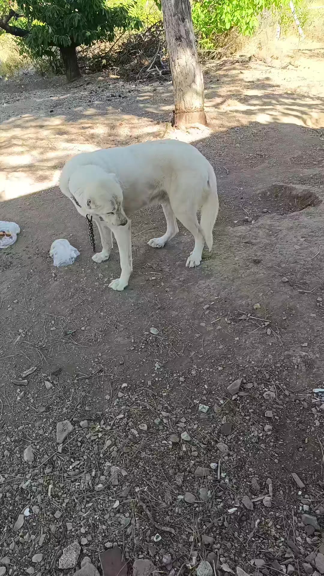 @Duran Karakaş