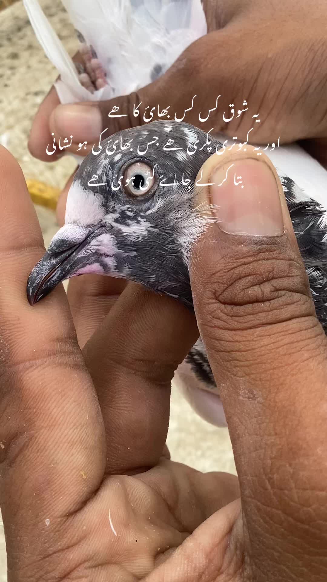 @hassnani68