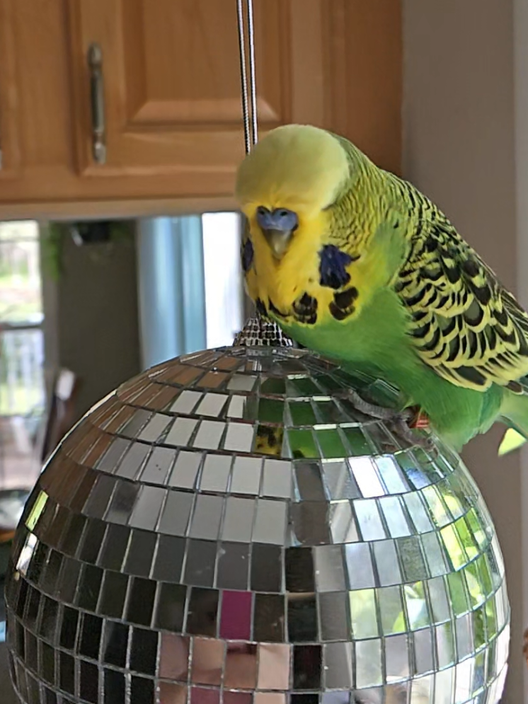 @Run Slow-Mo Charlie🦜