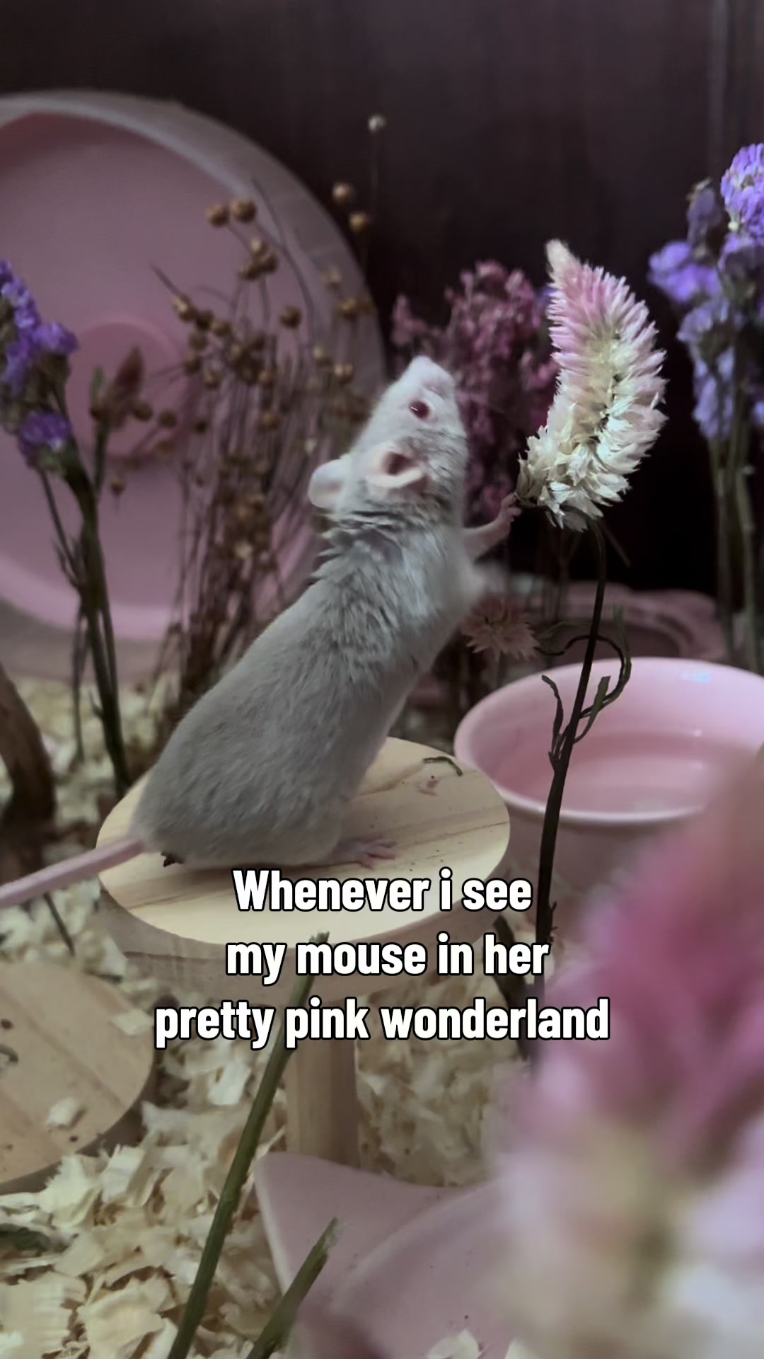 @thatweirdanimalgirl