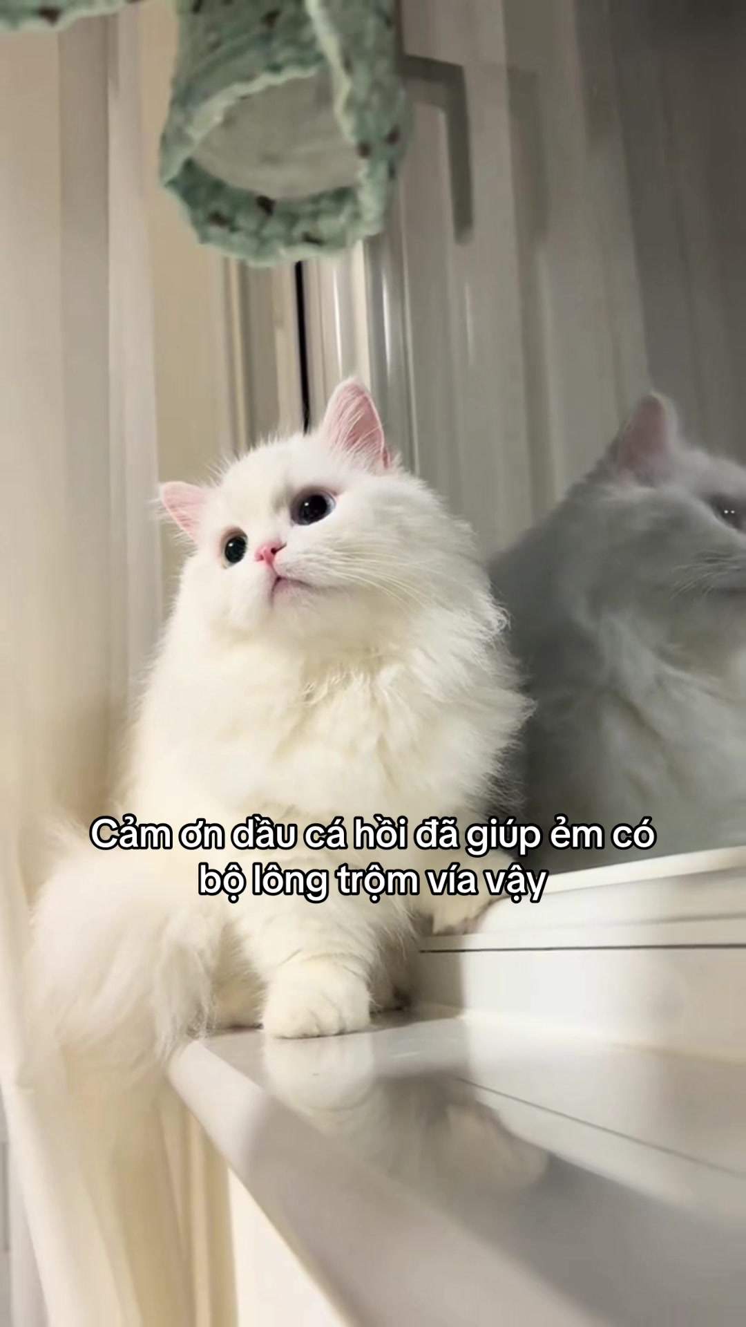 @Skibidi Cat