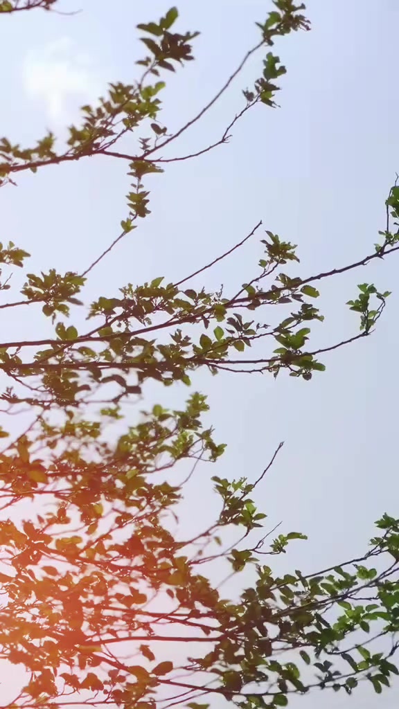 @KHOKHAR 🕸️