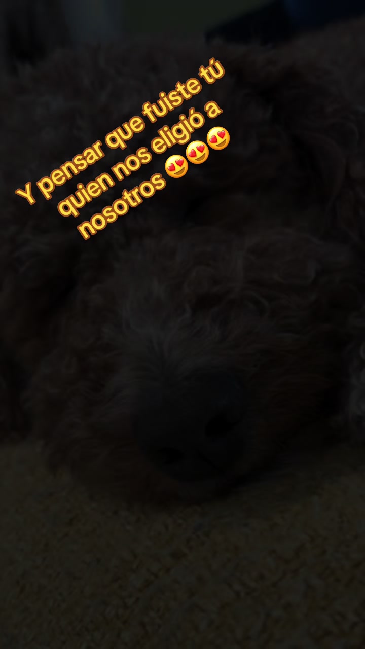 @Reyna y Churro 🐶😍