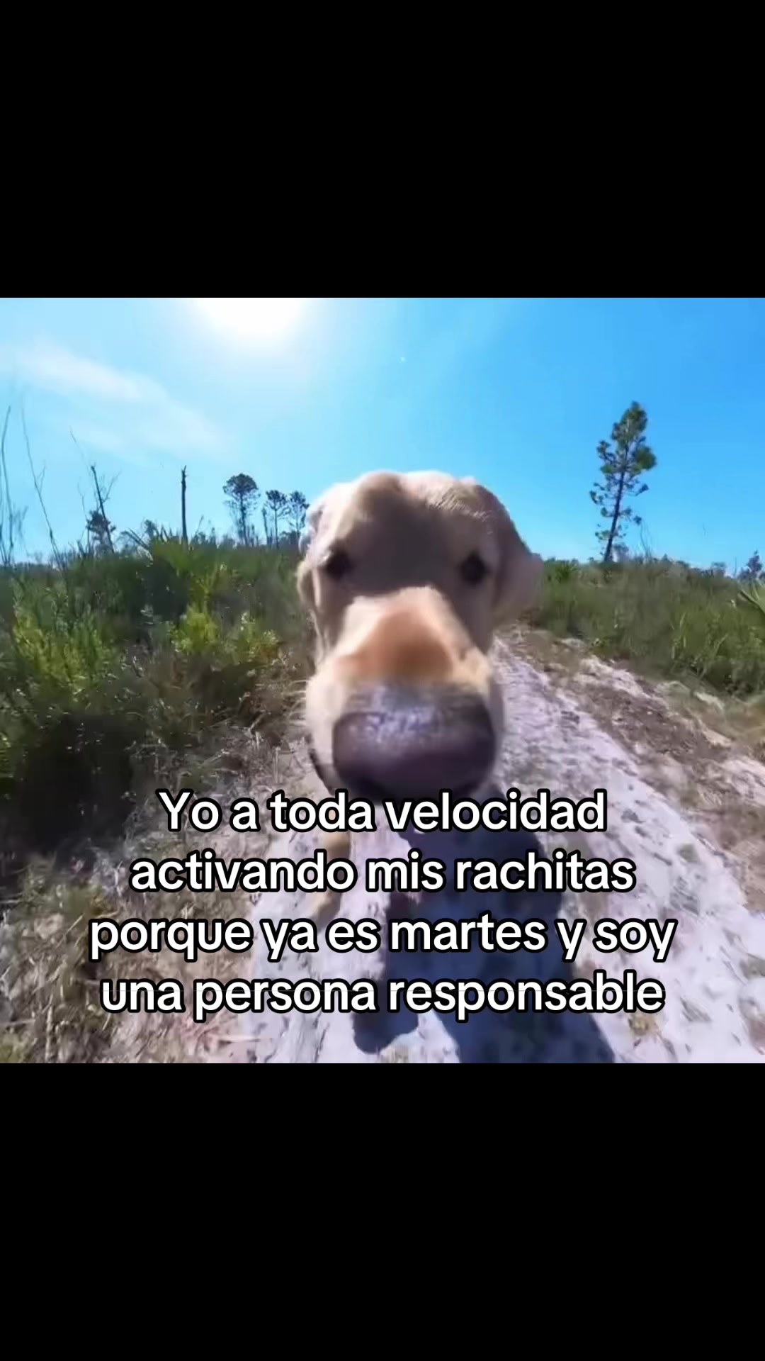 @saulburgosp2.0