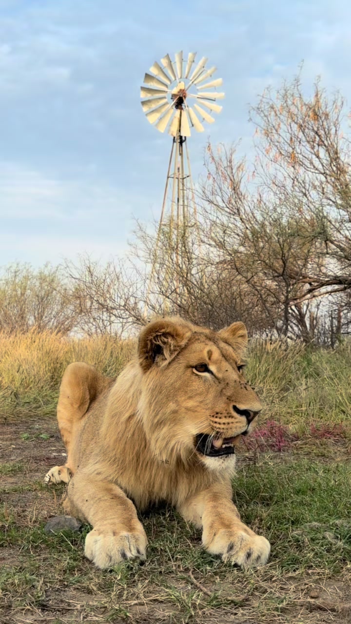 @Felidae Centre