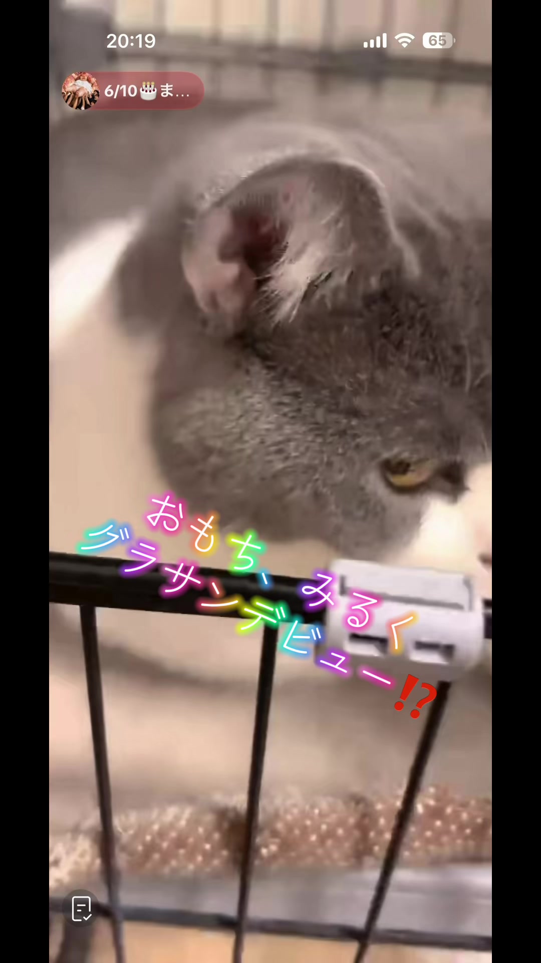 @6.10🎂まみ🐈&zwj;⬛🤍 きなこ🐈&zwj;⬛🤍