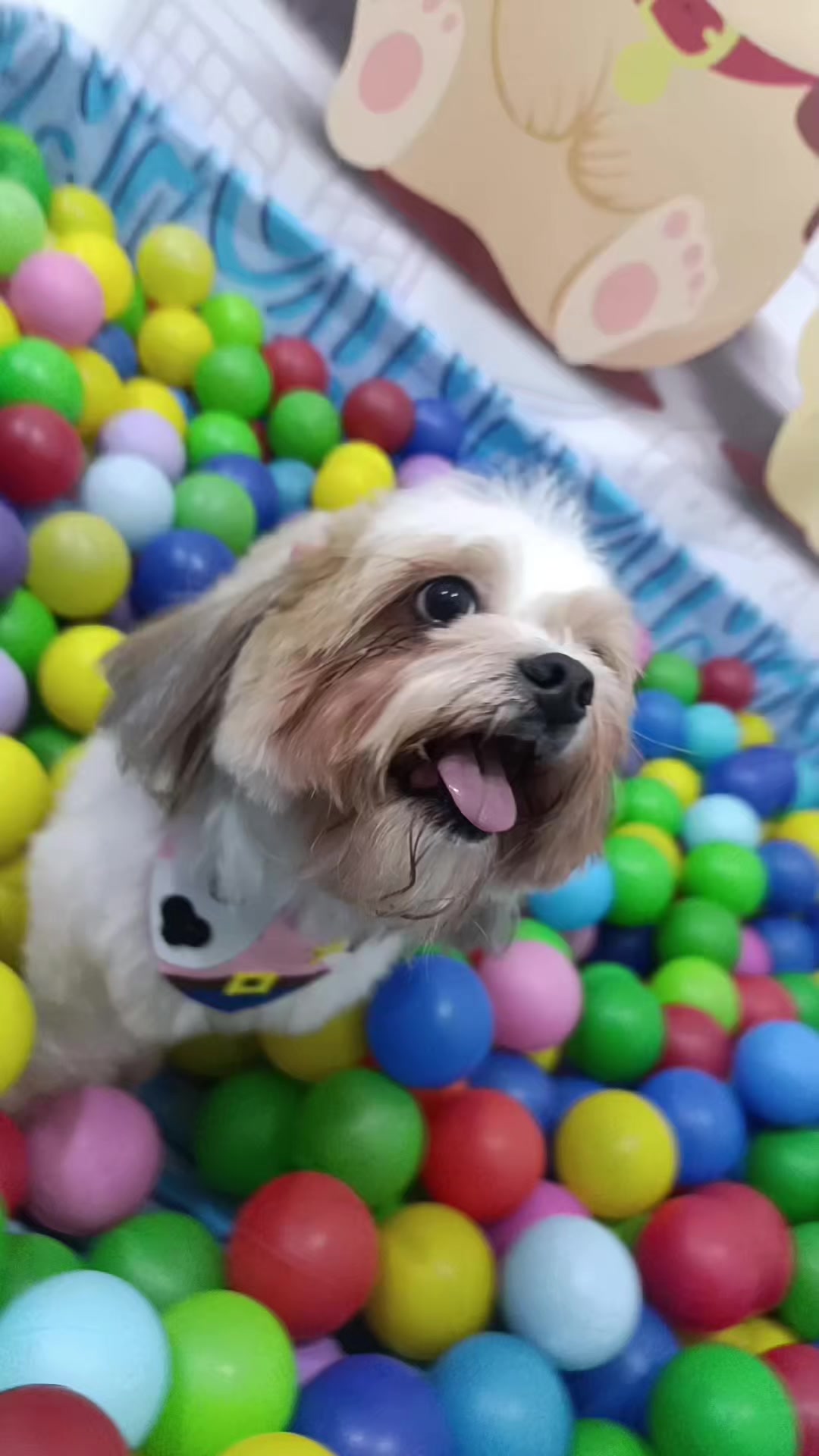 @Dog Ville Petcare