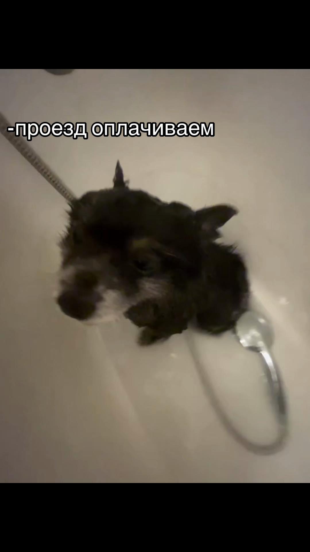 @евашку за ляшку🎀