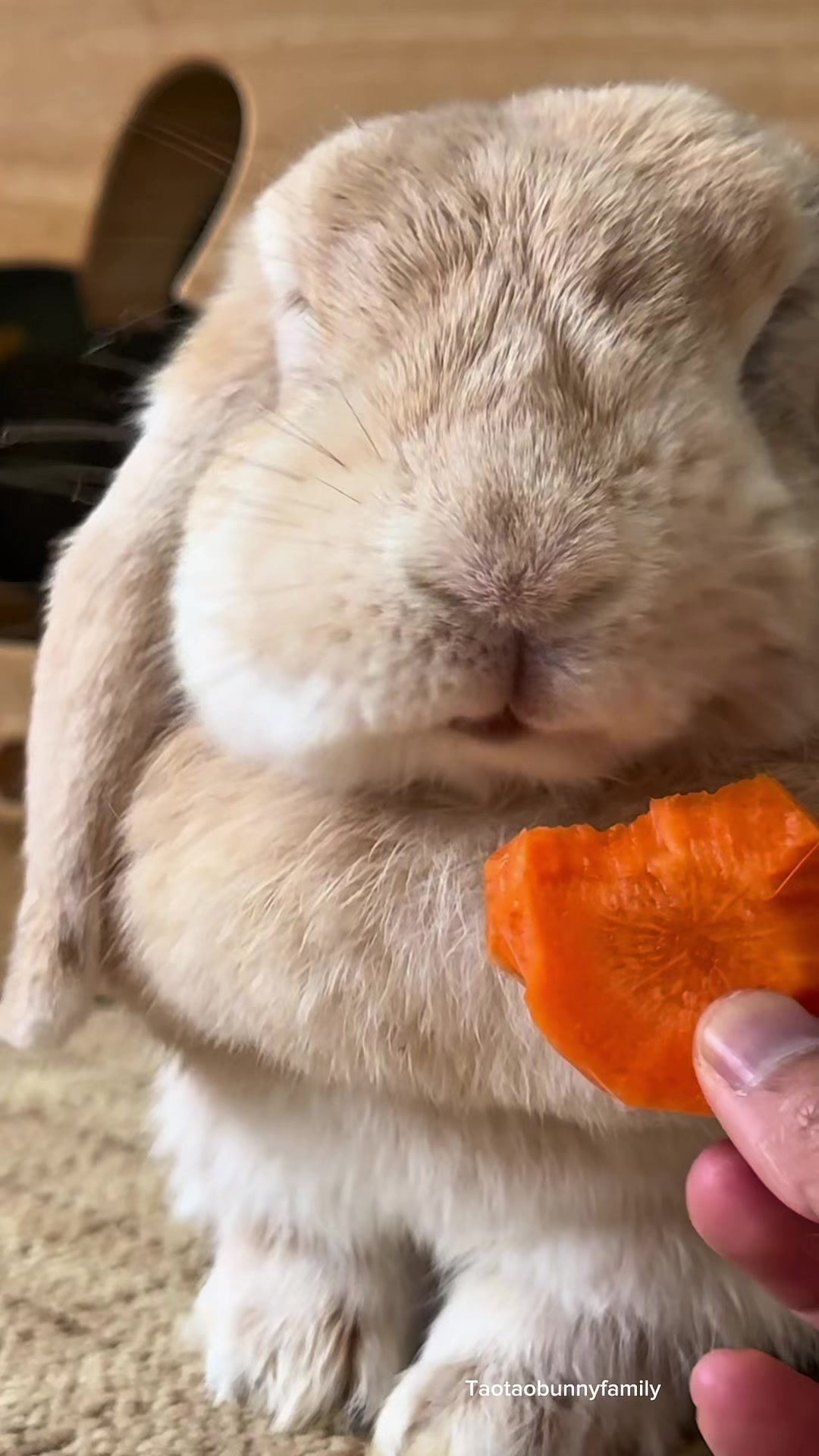 @Taotao Bunnyfamily