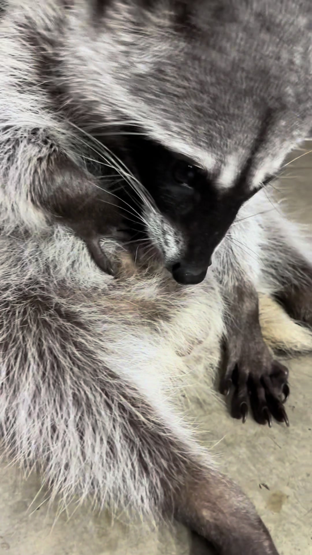 @⋆. 𐙚 ˚Yiyi⋆౨ৎ˚🦭🦝