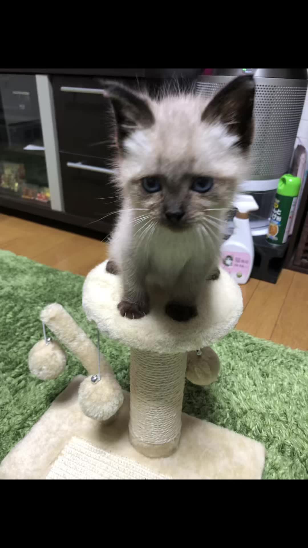 @みなチャン🐈⬛🐈