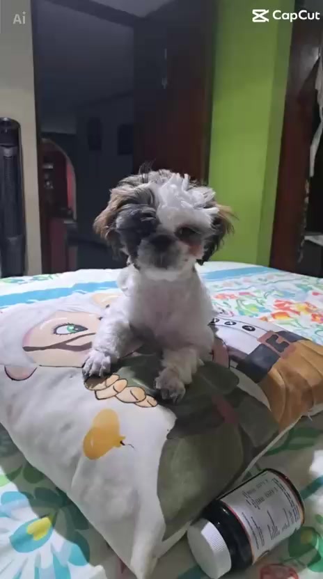 @Harry y Mila Life 🐶🐾