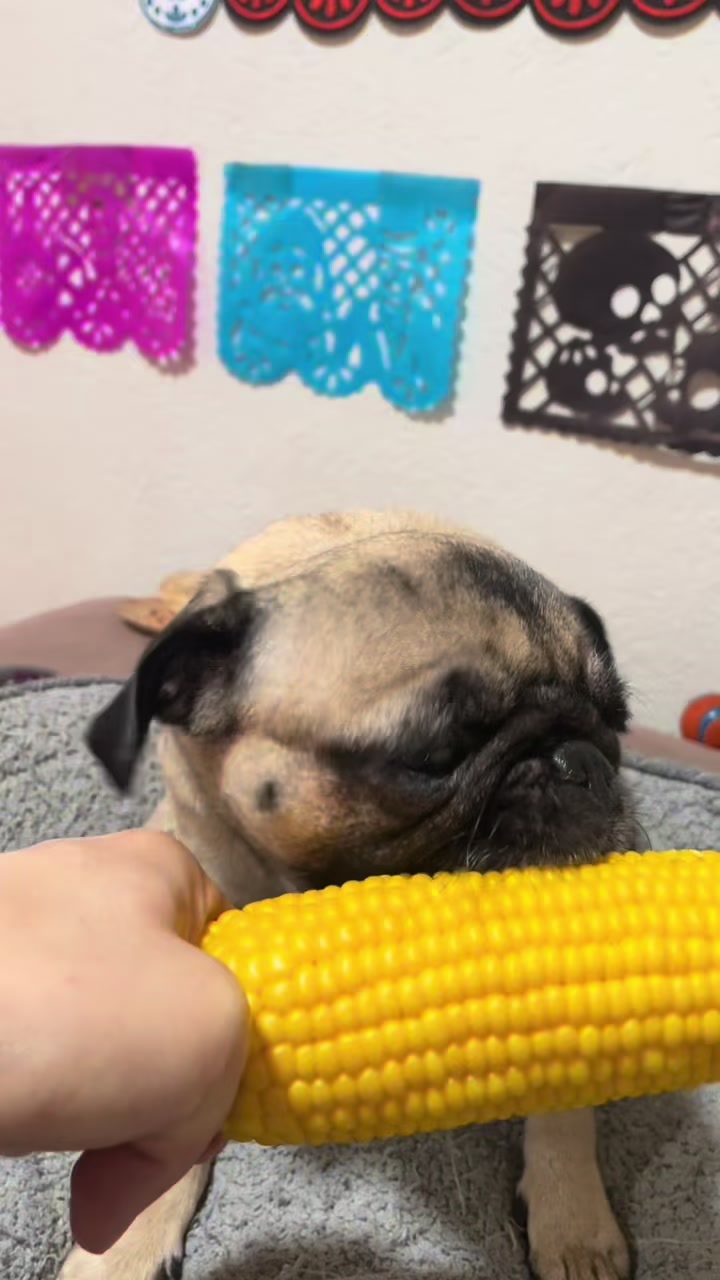 @Emma la Pug