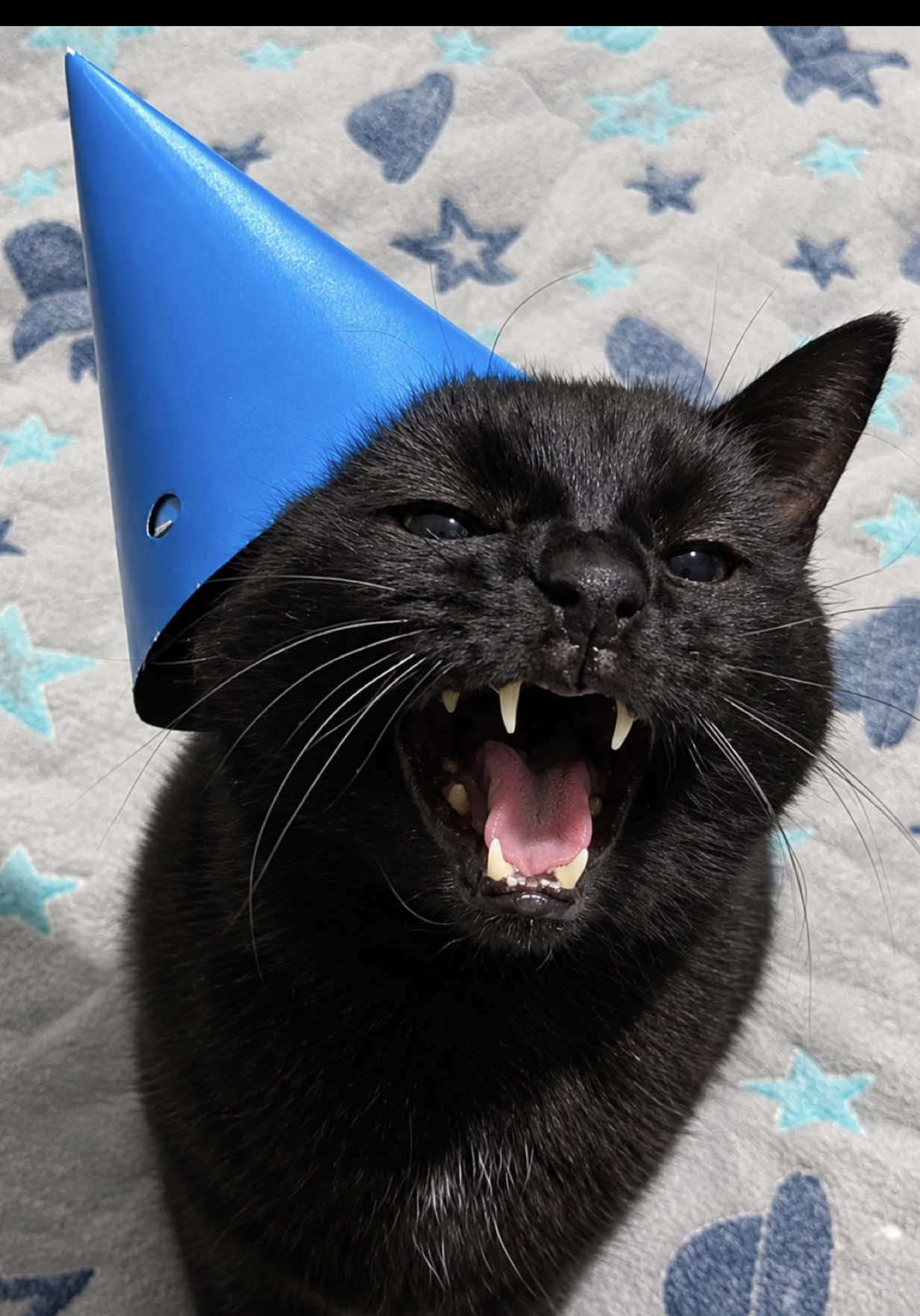 @Teefie_tribe 🐈⬛🐈⬛🐈🦷🦷