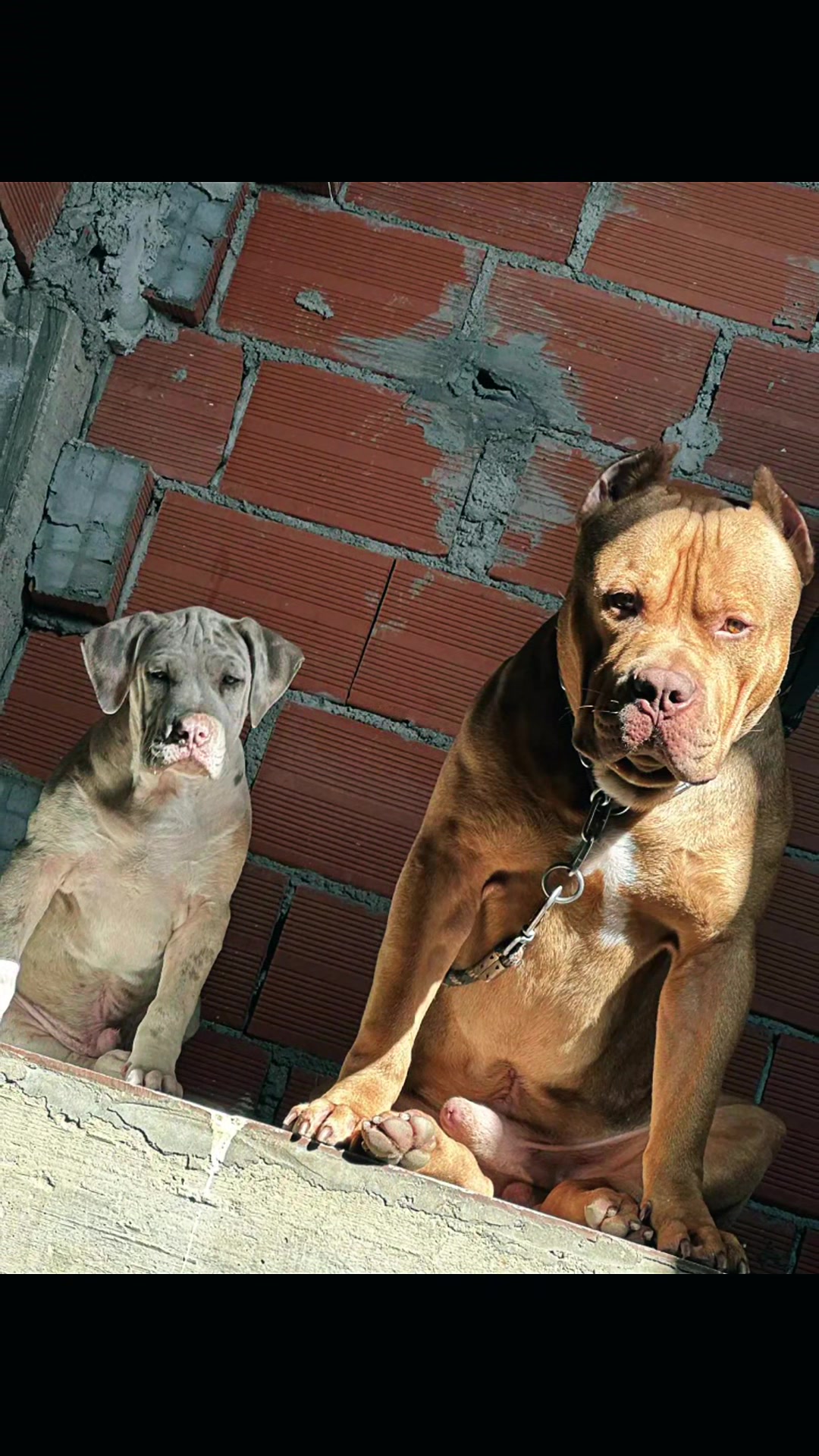 @bully xl dz 🇩🇿🦍
