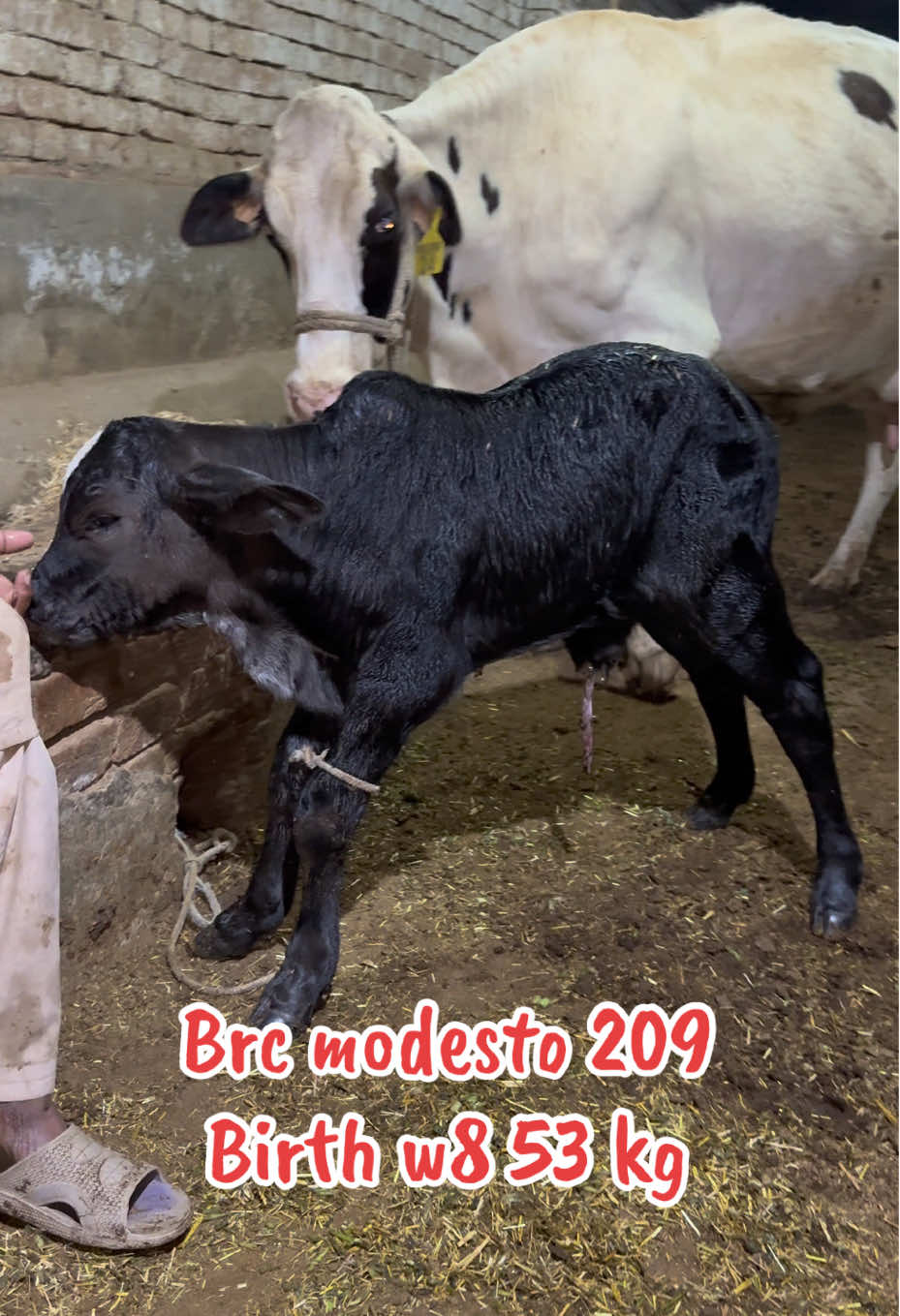 @شیخ ابوبکر ساجد