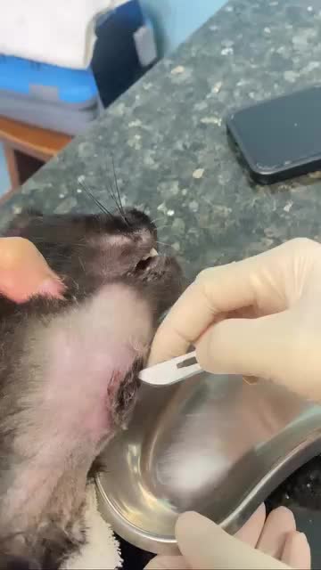 @Jawhari Cat Medical Centre
