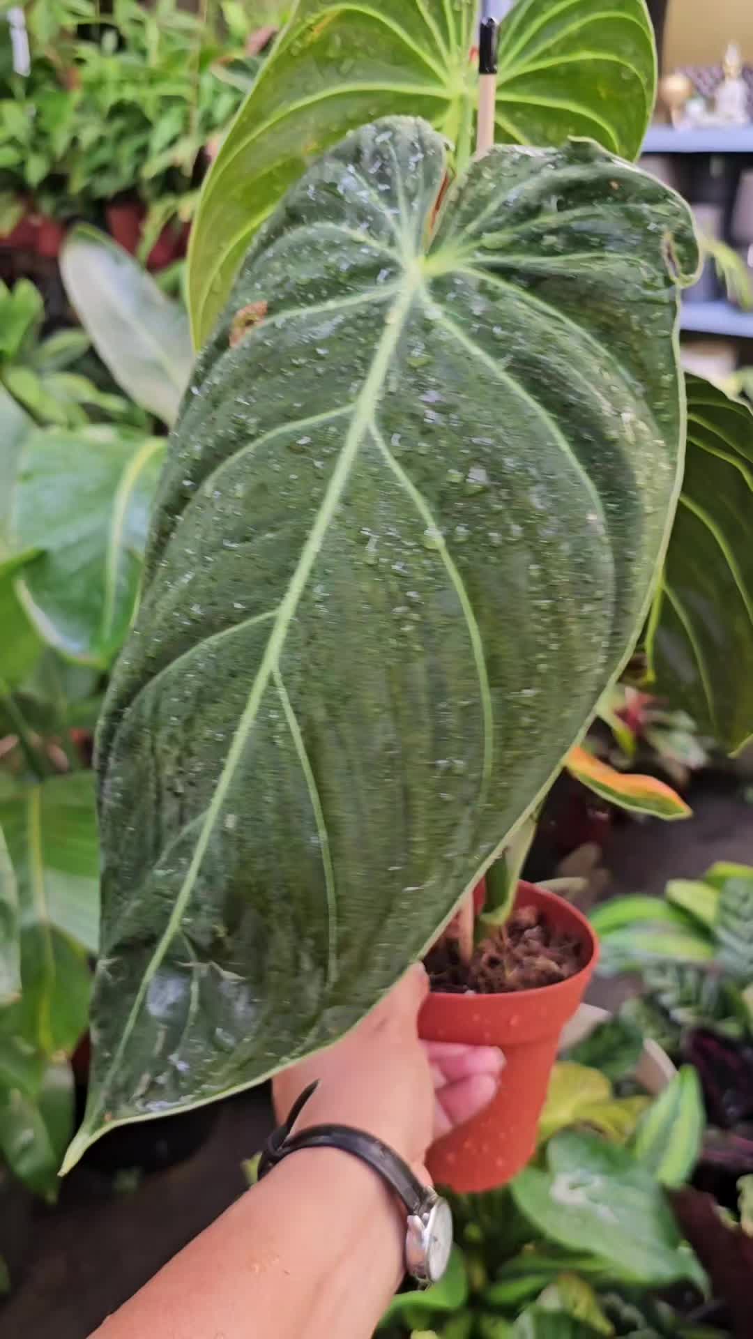 @Ambika's Plant Shop