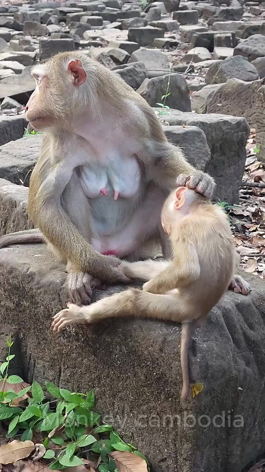 @Monkey Cambodia