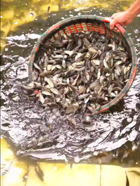 @Trại Cá Giống Quang Lâm