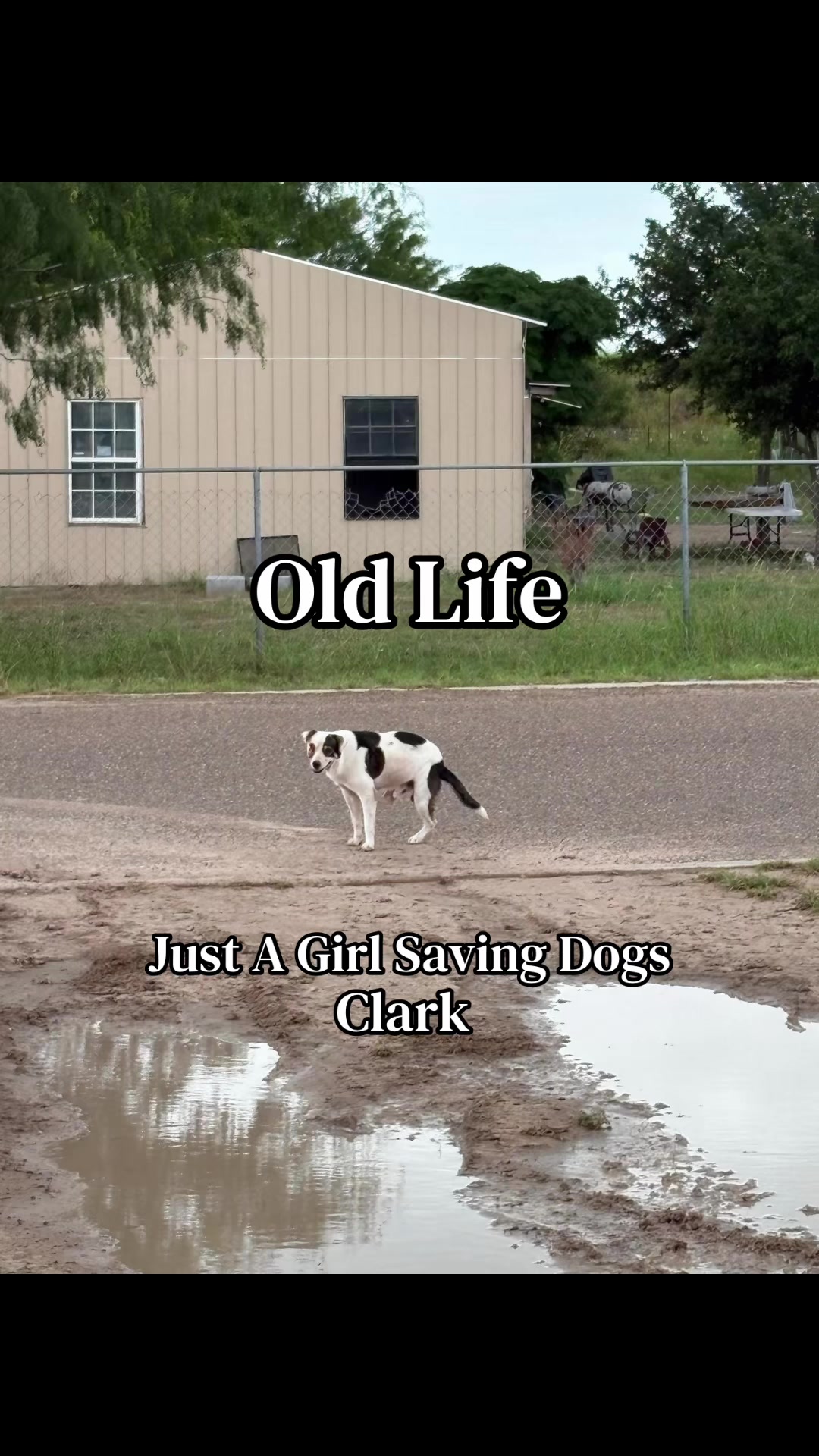 @Just A Girl Saving Dogs