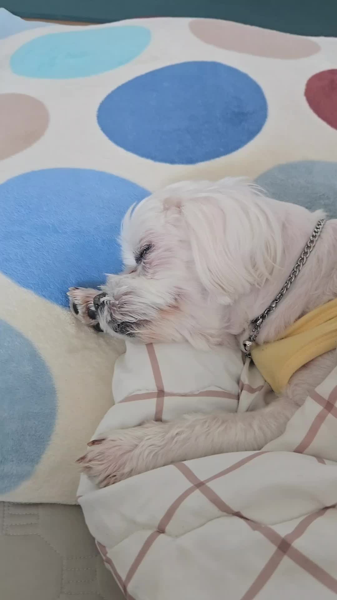 @❤파란눈녹차❤