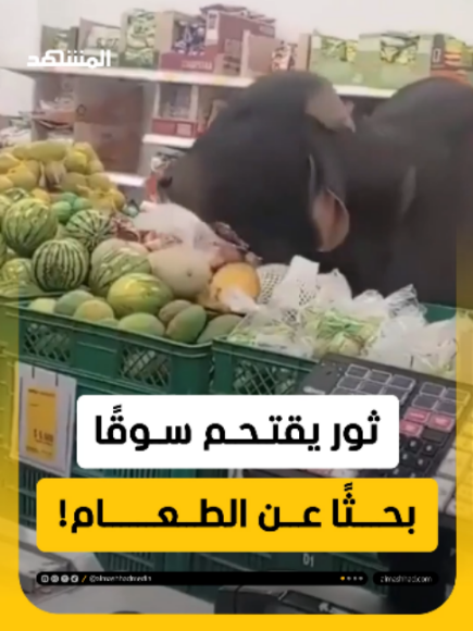 @Al Mashhad المشهد