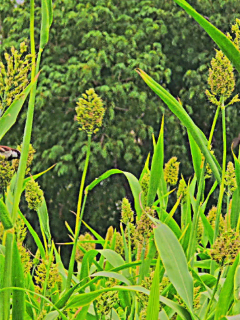 @꧁𓊈𒆜༄●⃝MR 𝄟≛⃝Jutt𝄟𒆜𓊉꧂