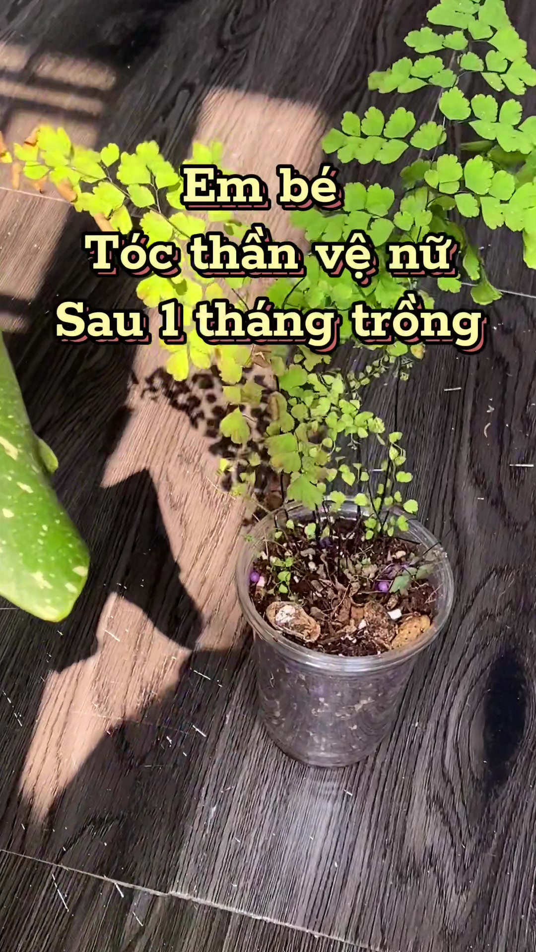 @Cây nhiều lá 🌿
