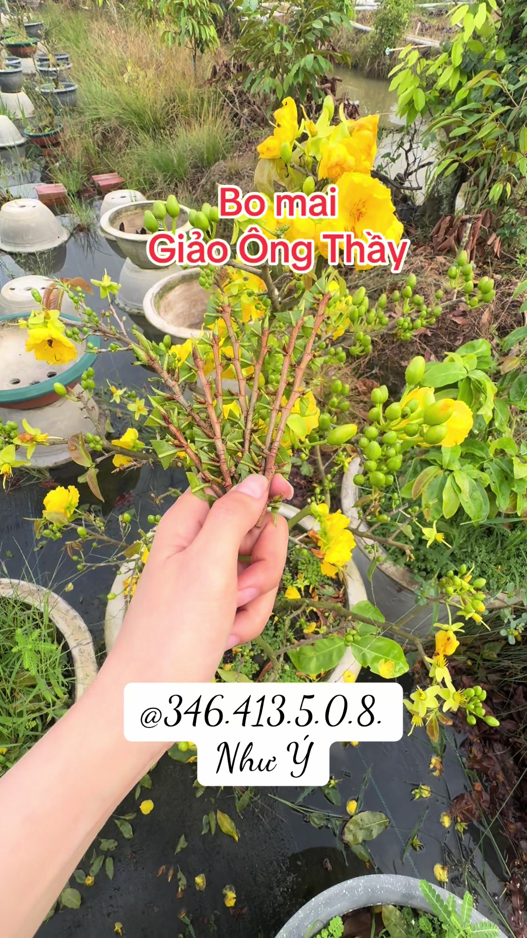 @Như Ý