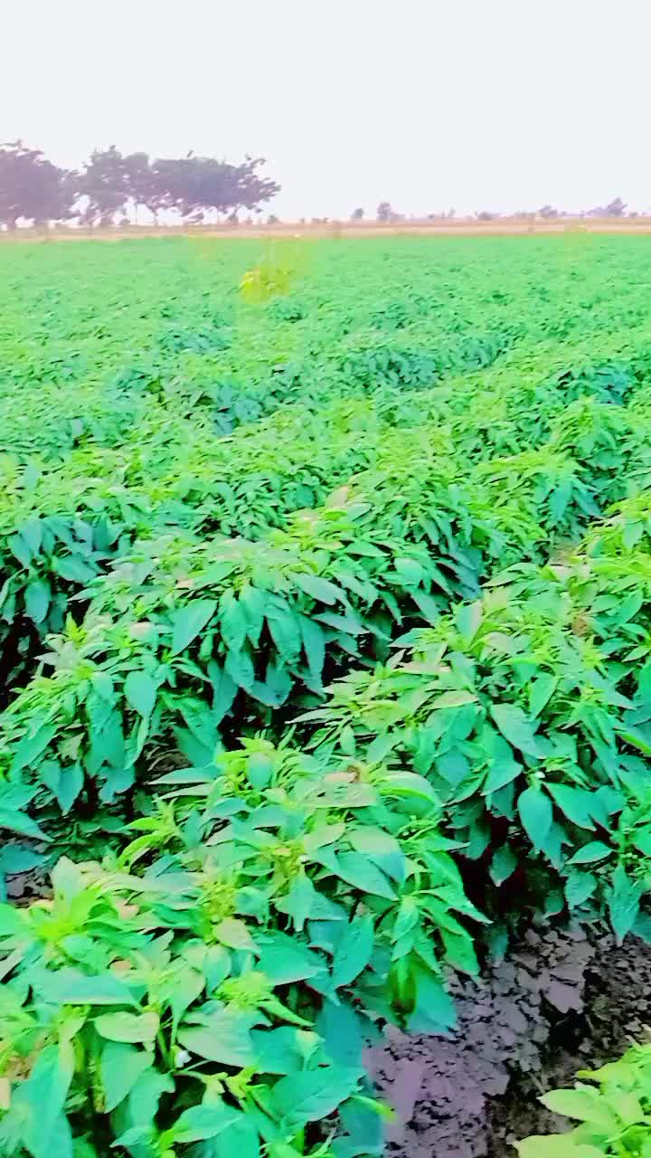 @Mohammad Ejjaz555