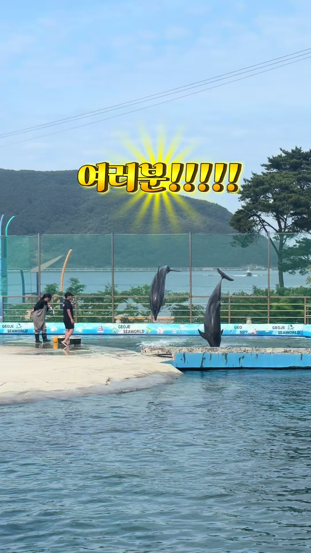 @DolphinTok