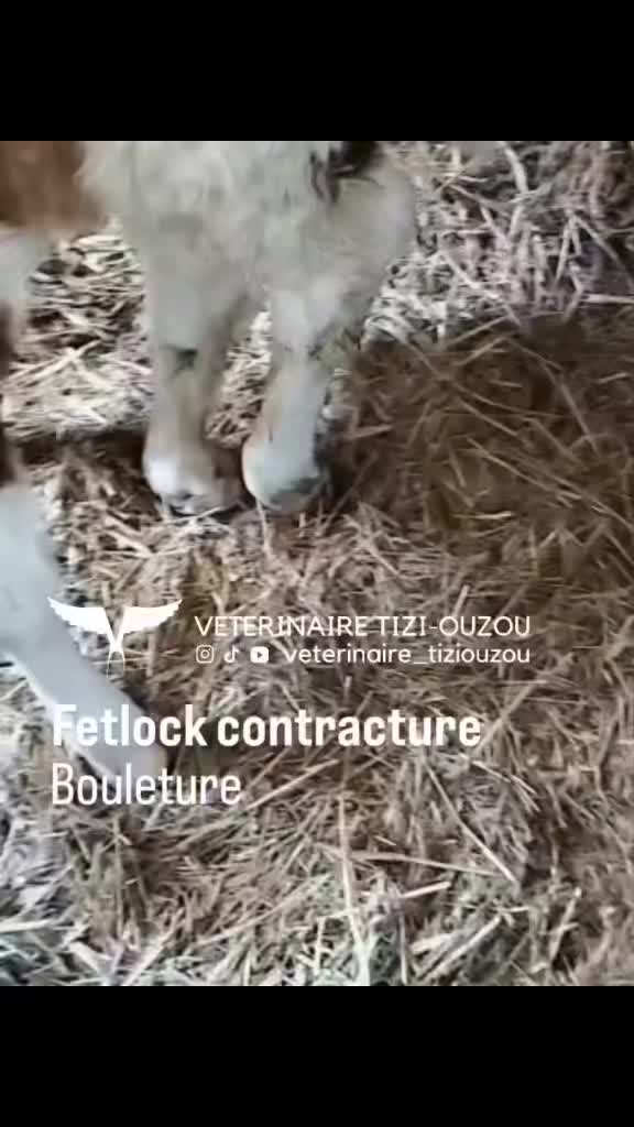 @Veterinaire Tizi-Ouzou