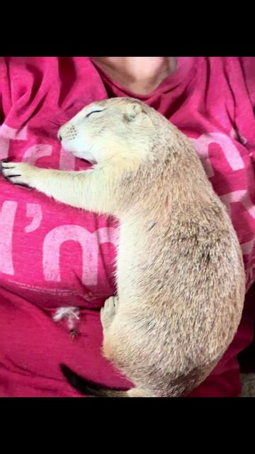 @Sarahsquirrels43🐿️