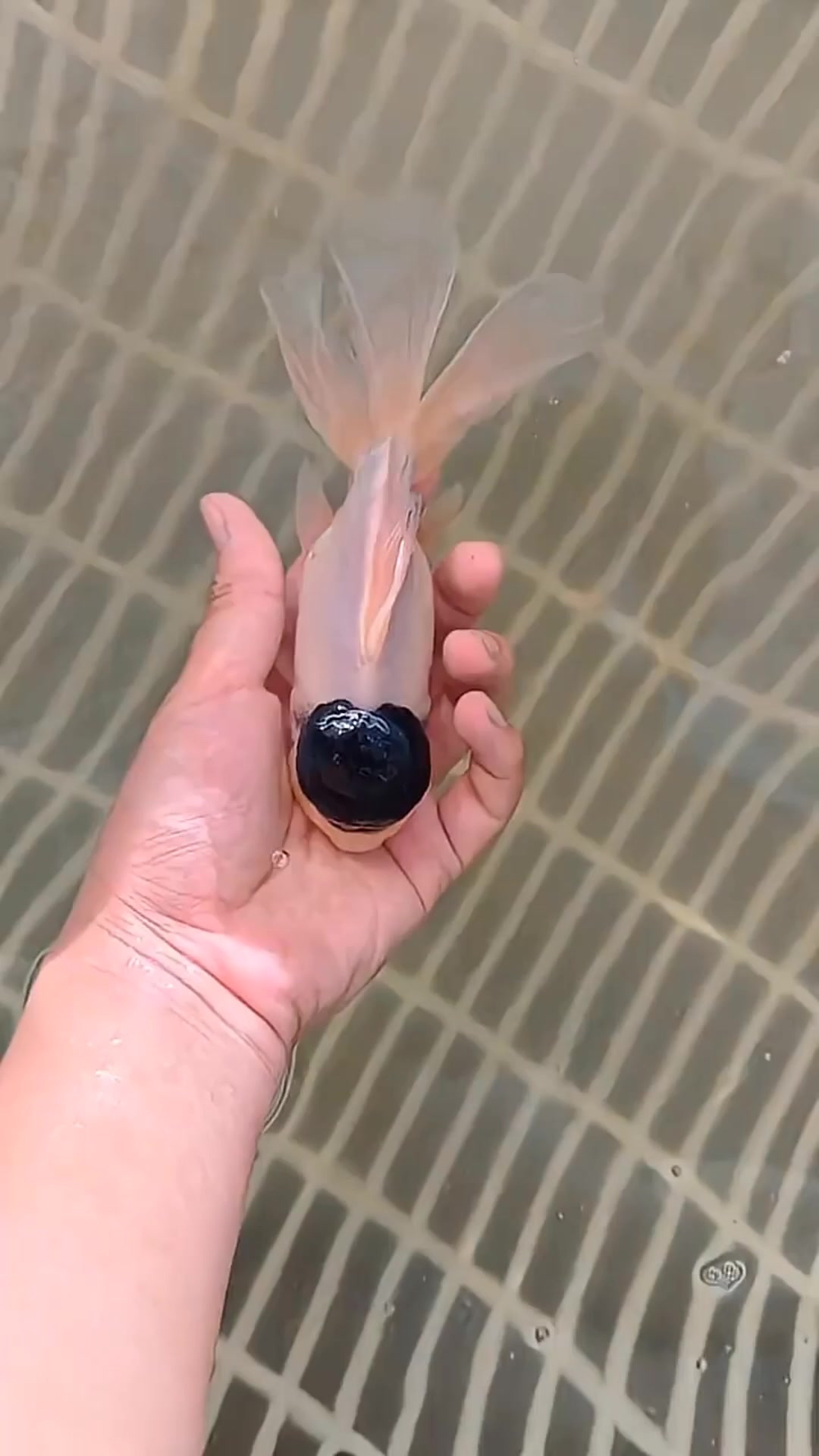 @𝕂𝕚𝕟𝕘 𝔾𝕠𝕝𝕕𝕗𝕚𝕤𝕙 3