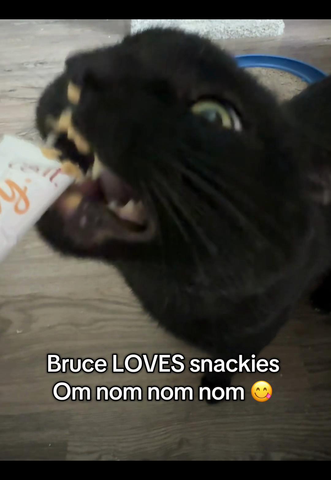 @North Toronto Cat Rescue