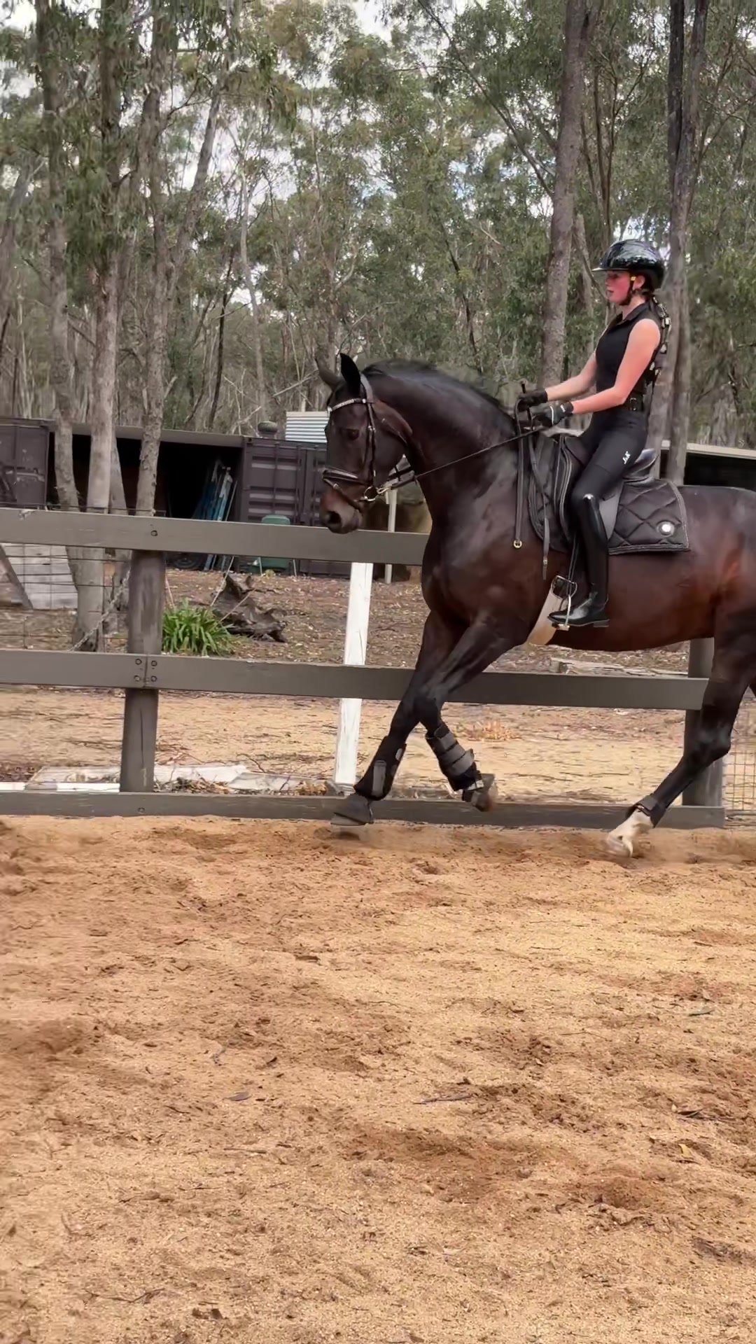 @Ash-Diaz show horses