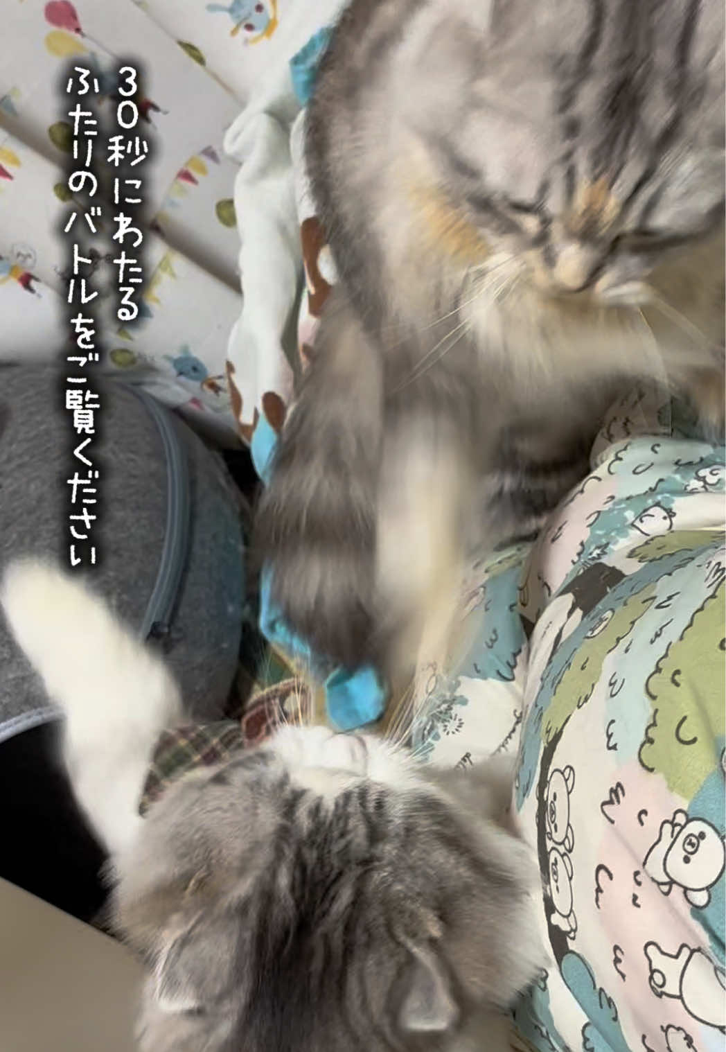 @ネコたまちゃんねる