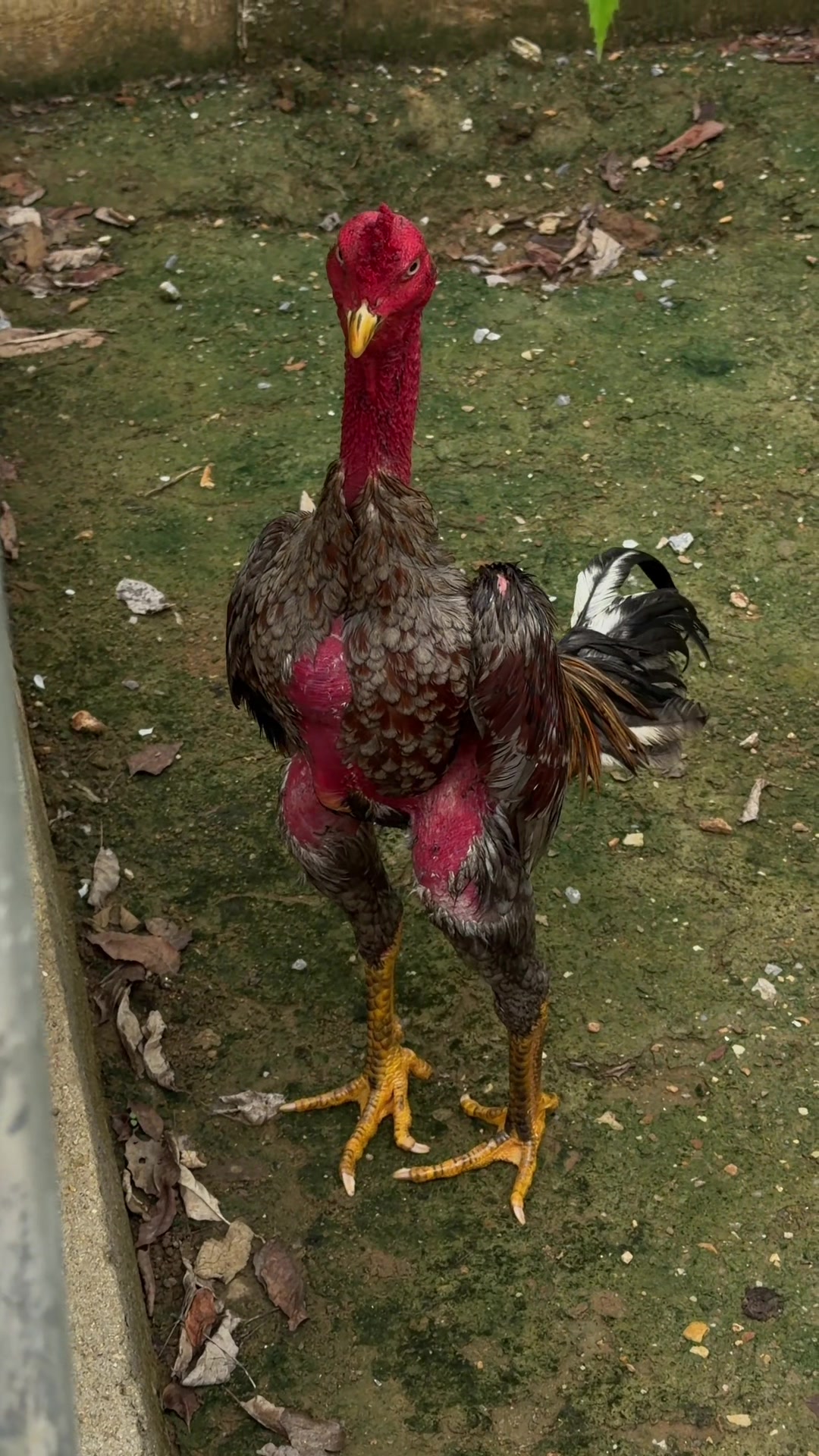 @Quốc khánh