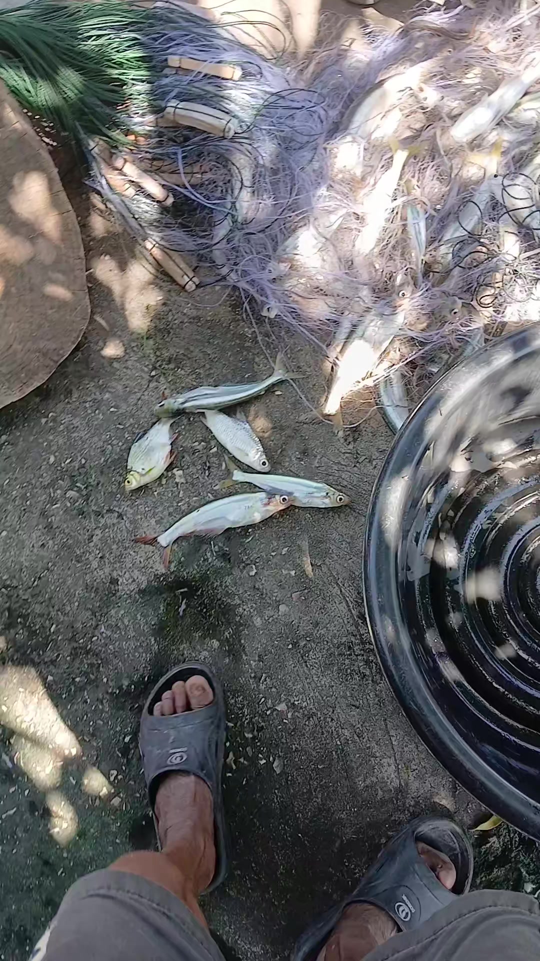 @น้อย ฉายอรุณ